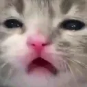 depressed_cat