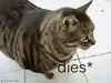 dies