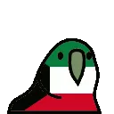 kuwaitparrot