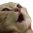 catgasm