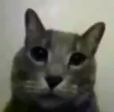 PUSSY PUSSY