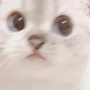 mishilol