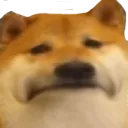 ShibaDebilButSad