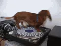 whathedogdoin