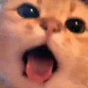 Cat Scream catscream Discord Emoji