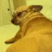UPDdogoPerreito