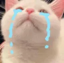 CryingCatto
