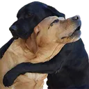 hug