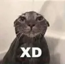 wetXD