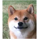 NEK_SaySomething