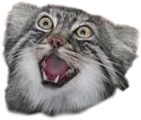 manul