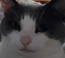 mooW