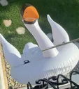 deadswan