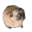dogFix