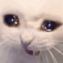 ASioCatScream