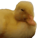 ga_duckyno