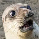 sealafraid