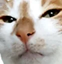 doongiesus