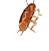 cockroach