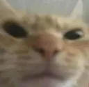 Catstare catstare Discord Emoji