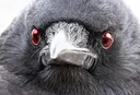 crowofjudgement4