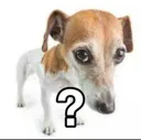 whatthedog