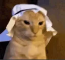 ArabCat Discord Emoji