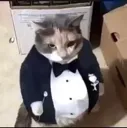 fatasscat