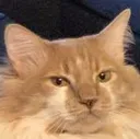FatCatIDK FatCatIDK