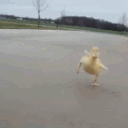 Duck