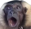 poggie