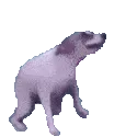 c_discoDog