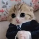 Rs_GatoFino Rs_GatoFino