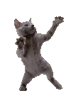 catdance