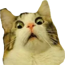 Catnani catnani Discord Emoji
