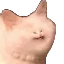 catsmolface Discord Emoji