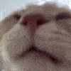 catslowlick