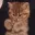 kittypaws