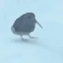 birbjam