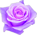 purple_flower1 Discord emoji