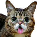 lilbub