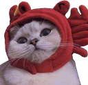 cat_nocrab Discord emoji
