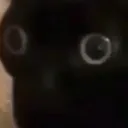 CatShook