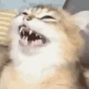 evilcat