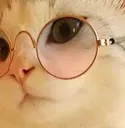 z_mbg_coolcat z_mbg_coolcat