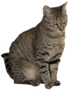 meow_small