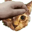 pet_moka pet_moka