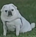 brianwhat Discord emoji