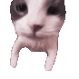 Cattouch Discord Emoji