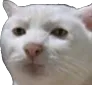 ridiculous_cat